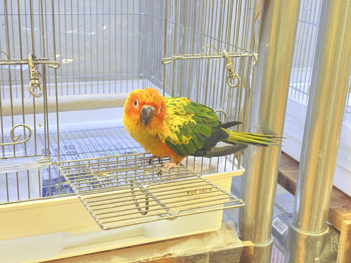 コガネメキシコインコ