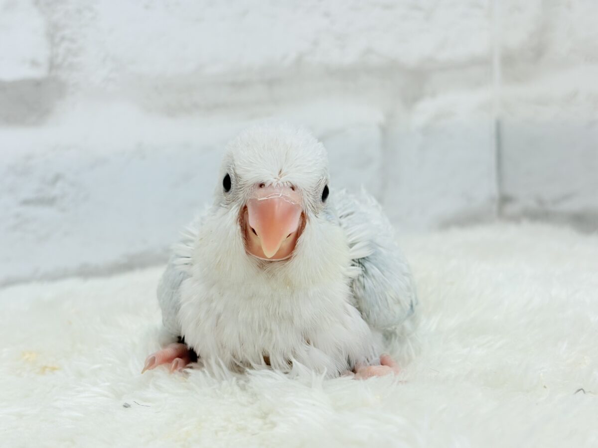 透明感たっぷり🫧氷上の天使🐣🩵オキナインコ(ブルーパリドオパーリン) ヒナ オキナインコ