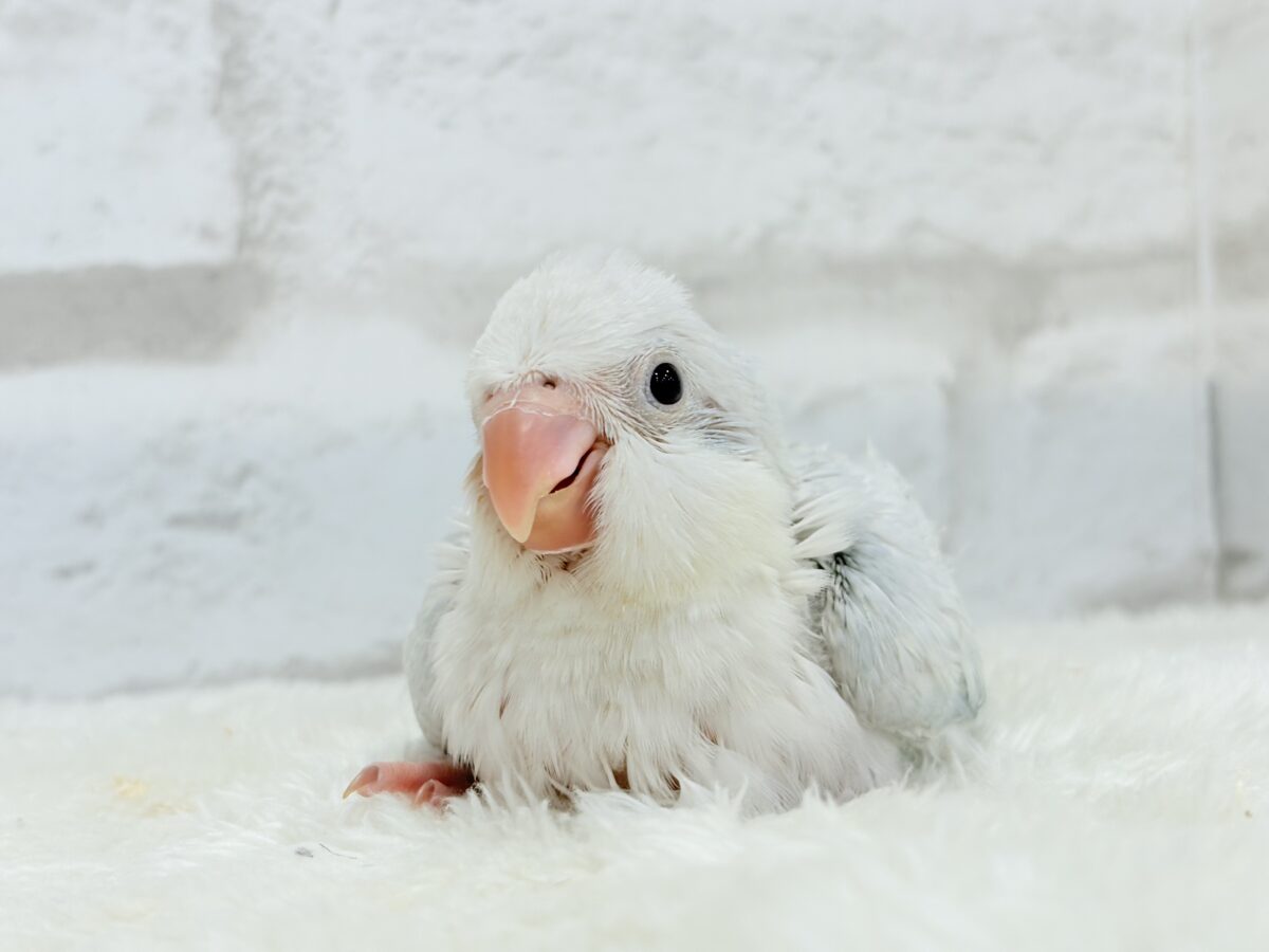 透明感たっぷり🫧氷上の天使🐣🩵オキナインコ(ブルーパリドオパーリン) ヒナ オキナインコ