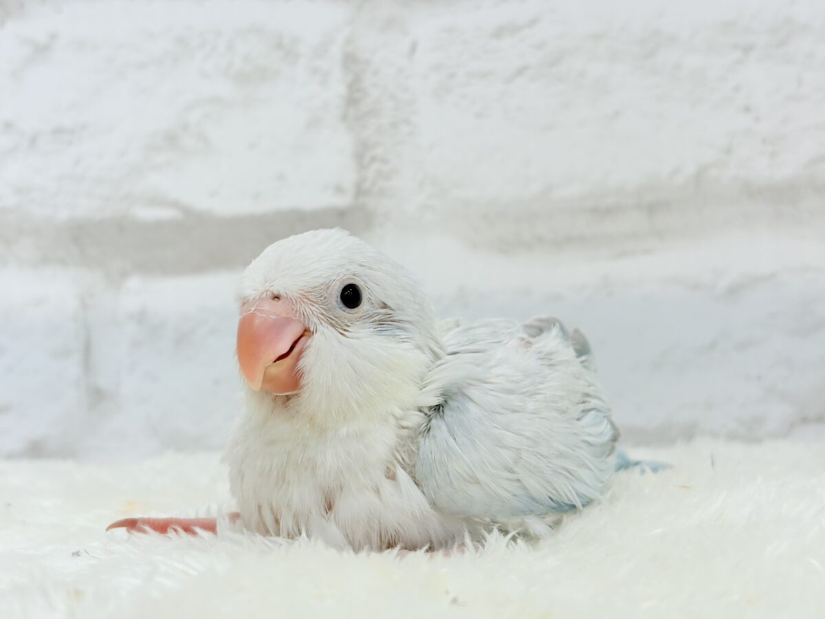 オキナインコ