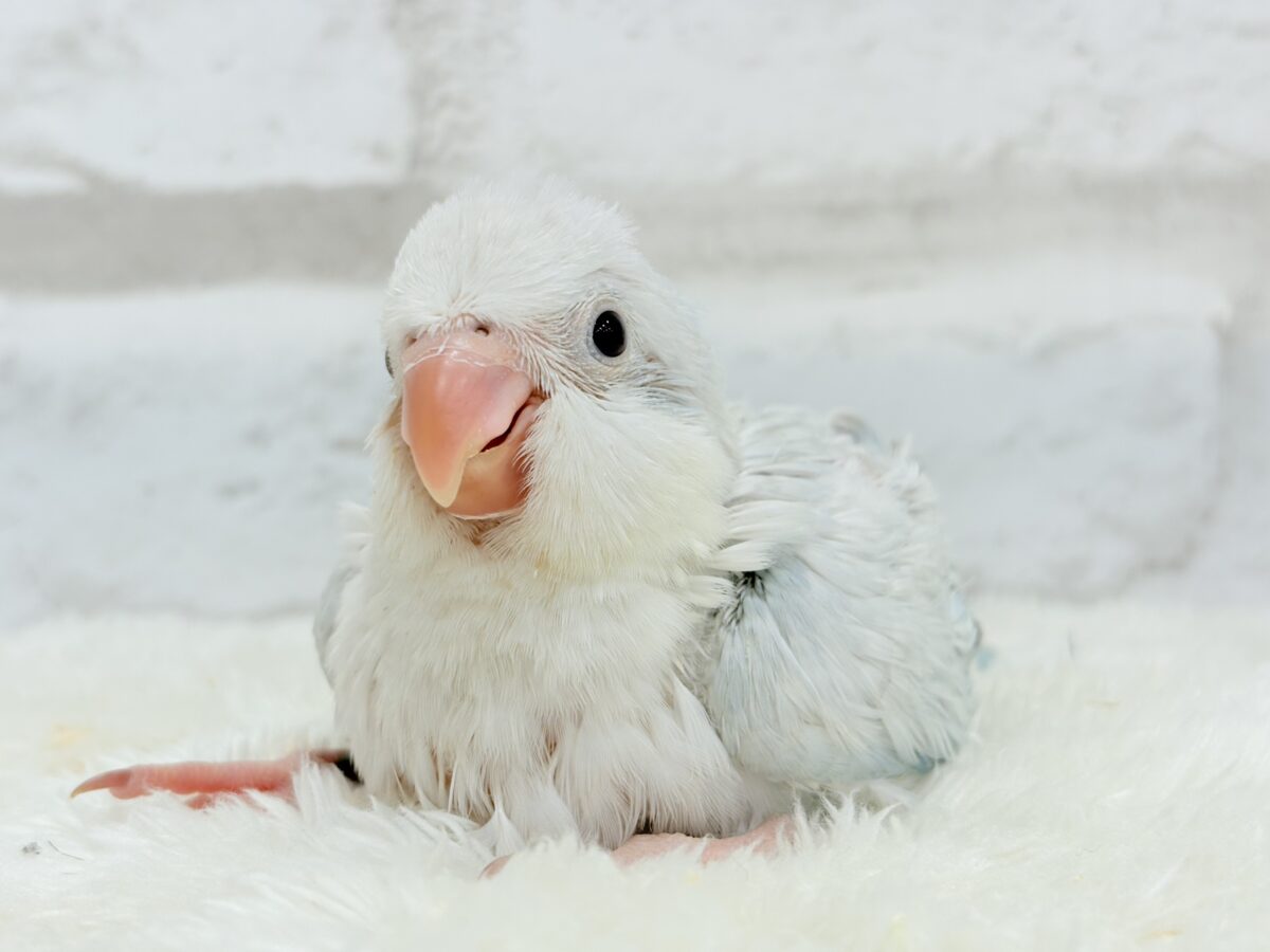 透明感たっぷり🫧氷上の天使🐣🩵オキナインコ(ブルーパリドオパーリン) ヒナ オキナインコ