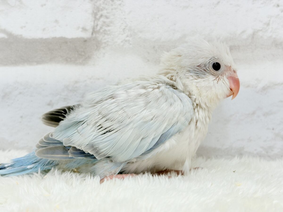 オキナインコ