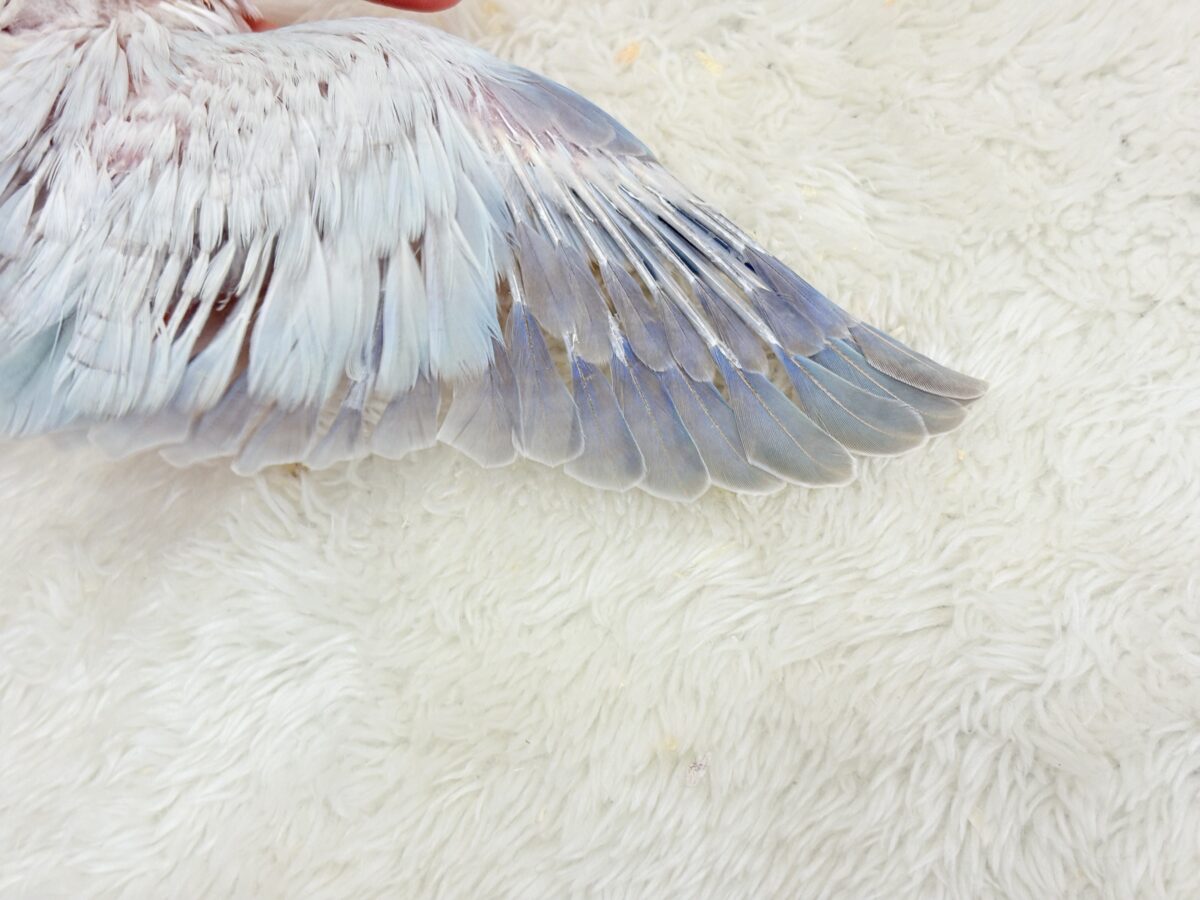 透明感たっぷり🫧氷上の天使🐣🩵オキナインコ(ブルーパリドオパーリン) ヒナ オキナインコ