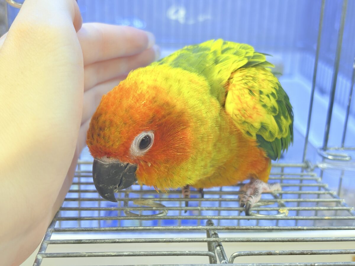 コガネメキシコインコ