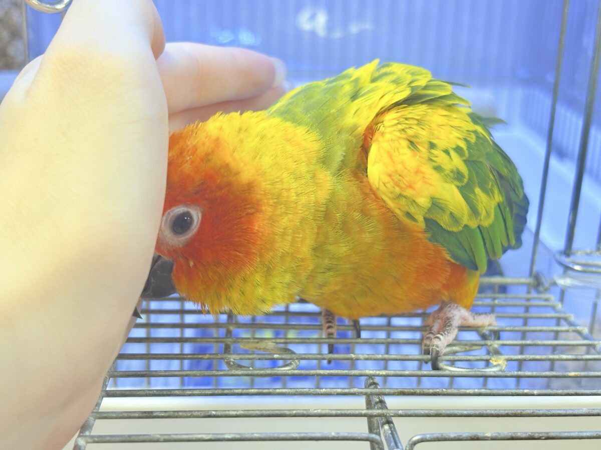 コガネメキシコインコ