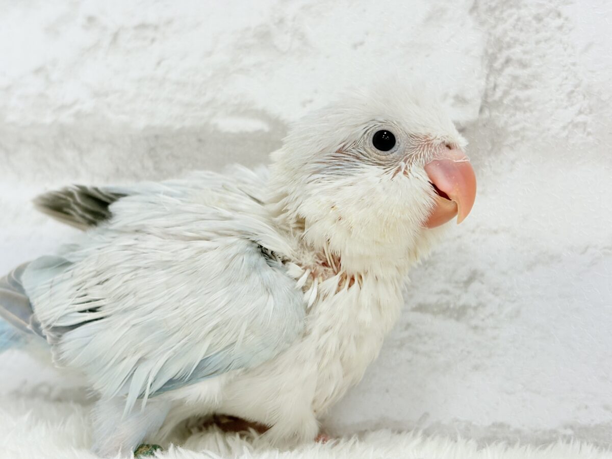 透明感たっぷり🫧氷上の天使🐣🩵オキナインコ(ブルーパリドオパーリン) ヒナ オキナインコ