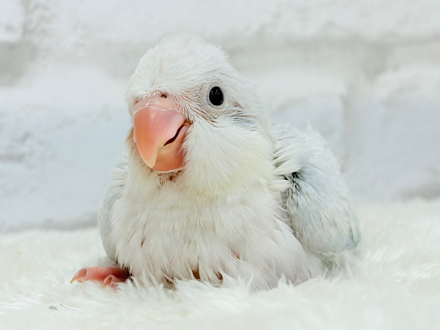 透明感たっぷり🫧氷上の天使🐣🩵オキナインコ(ブルーパリドオパーリン) ヒナ 透明感たっぷり🫧氷上の天使🐣🩵オキナインコ(ブルーパリドオパーリン) ヒナ