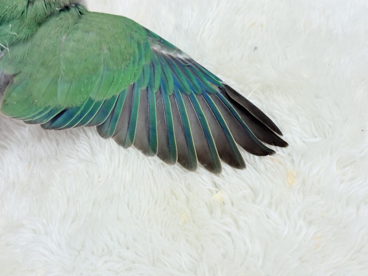 コザクラインコ（小桜インコ）