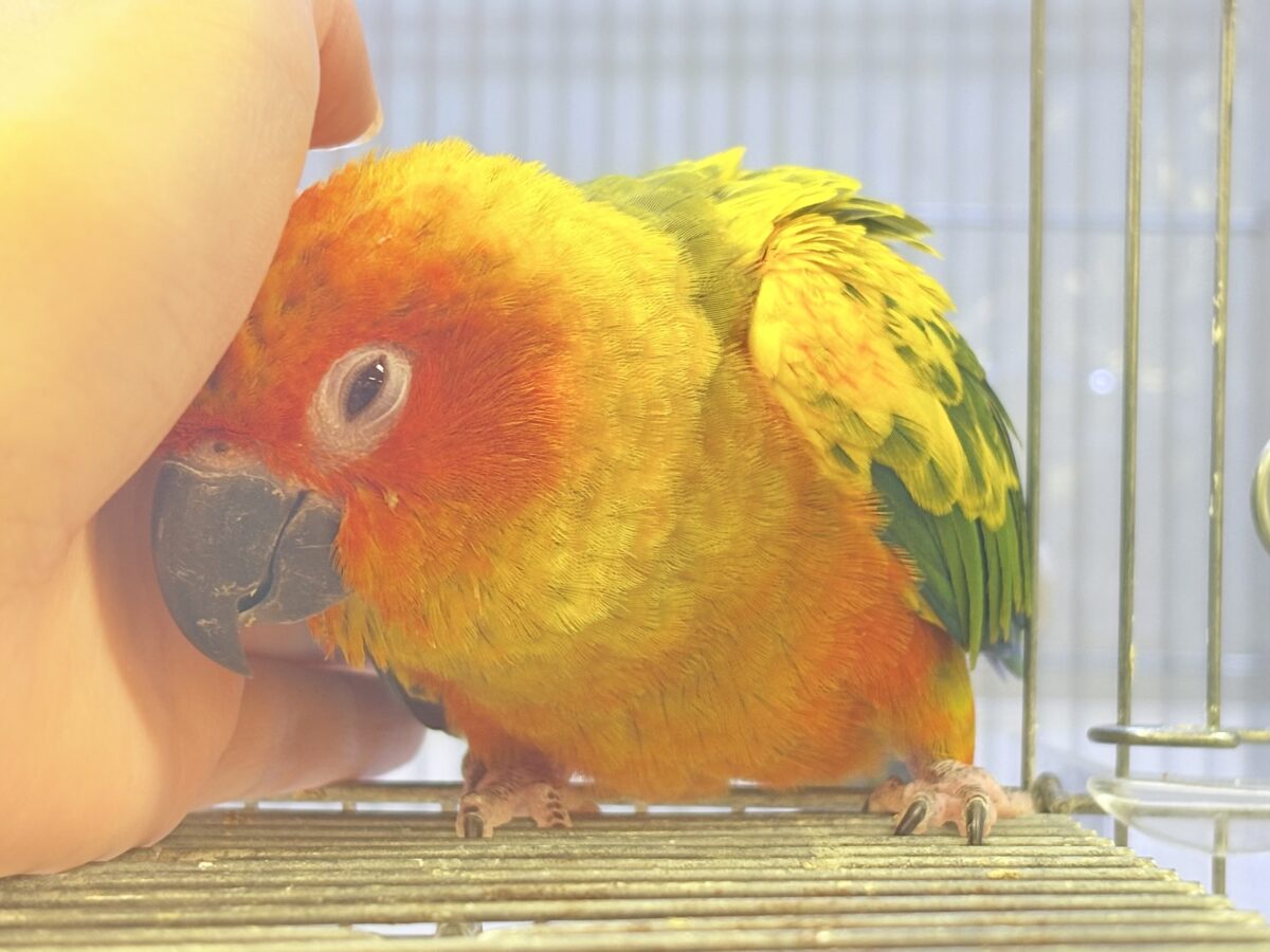 コガネメキシコインコ
