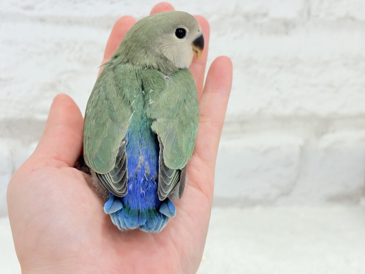 コザクラインコ（小桜インコ）