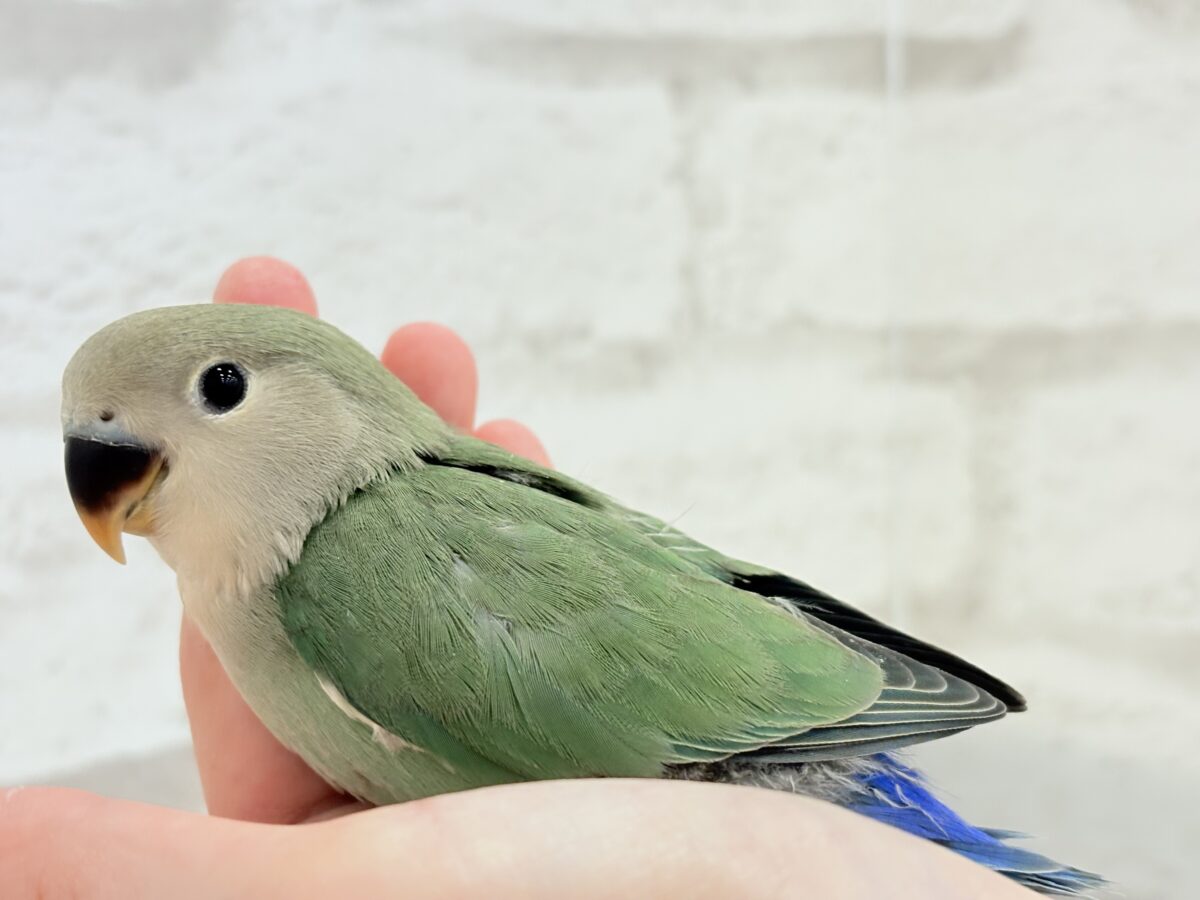 コザクラインコ（小桜インコ）