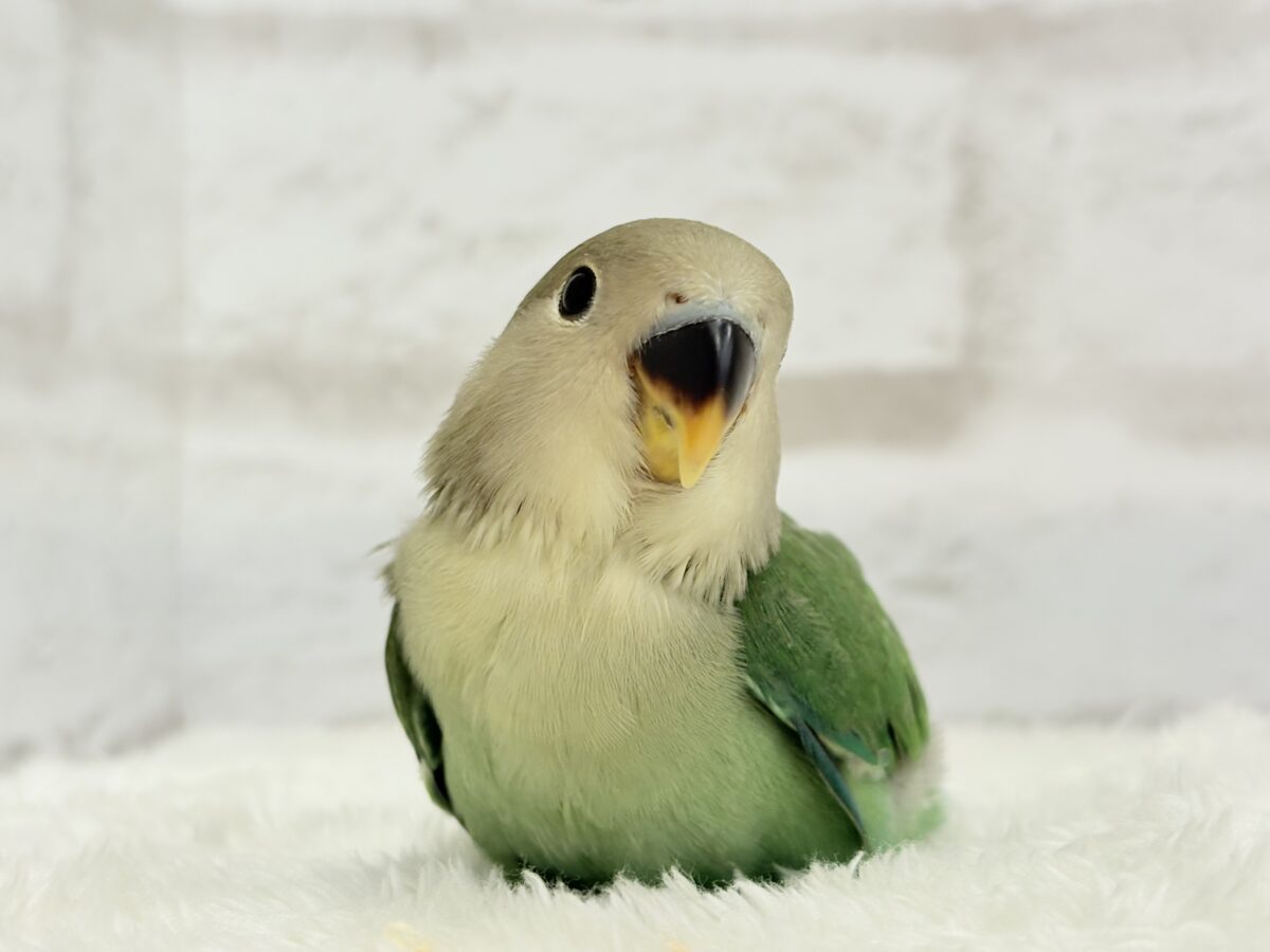 コザクラインコ（小桜インコ）