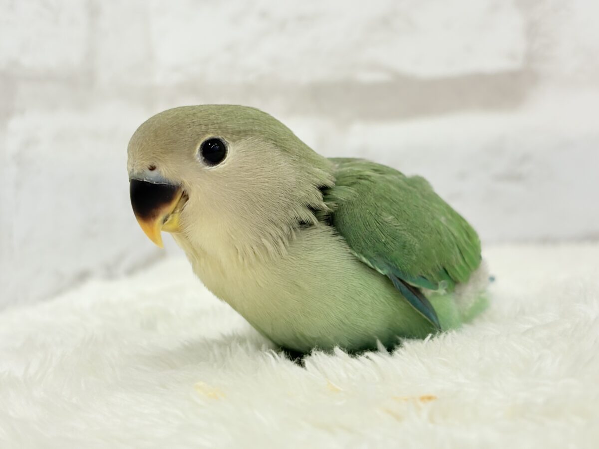 コザクラインコ（小桜インコ）