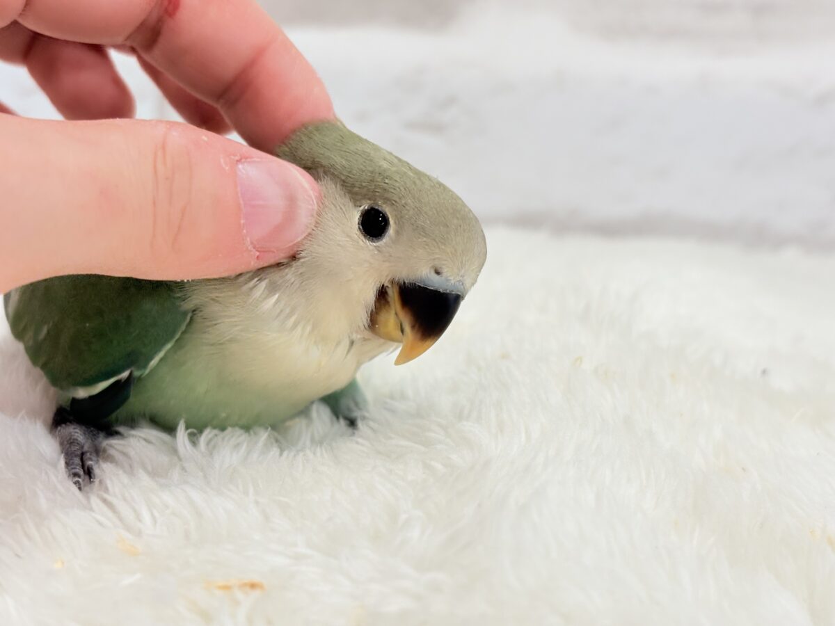 コザクラインコ（小桜インコ）