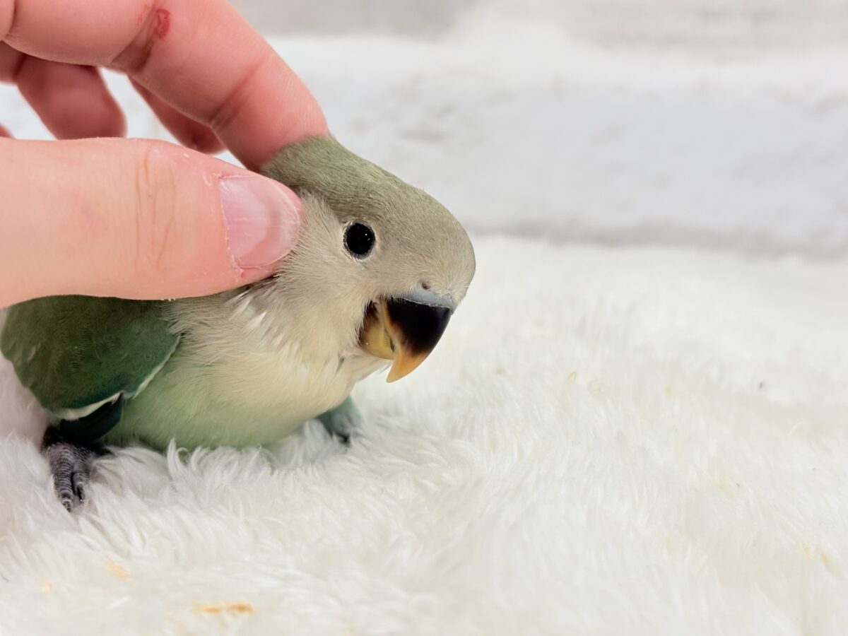 コザクラインコ（小桜インコ）