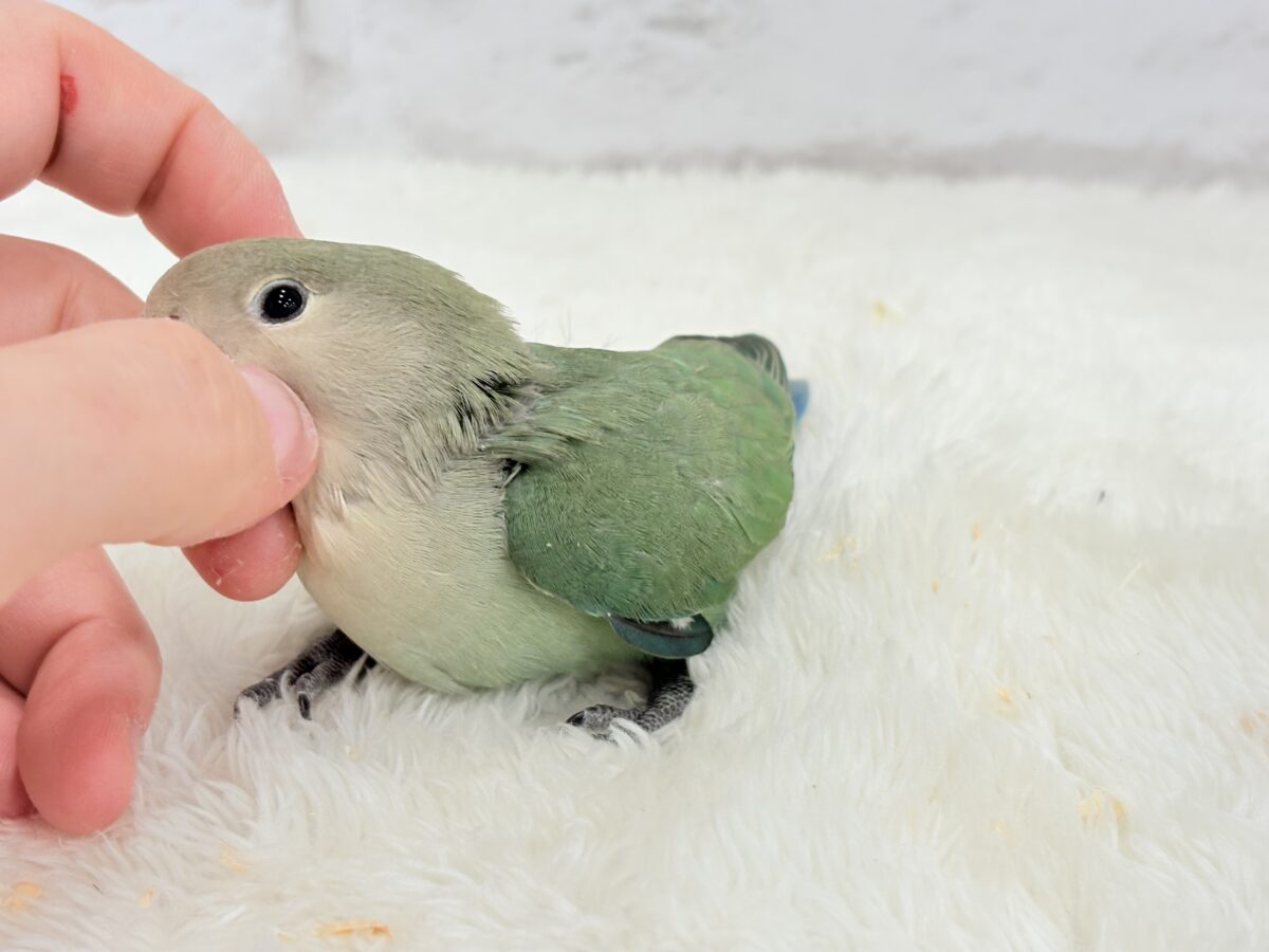 コザクラインコ（小桜インコ）