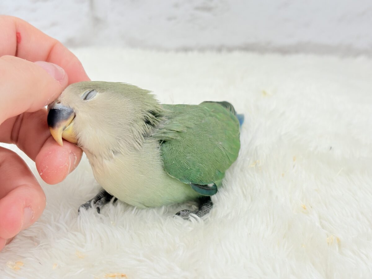 コザクラインコ（小桜インコ）