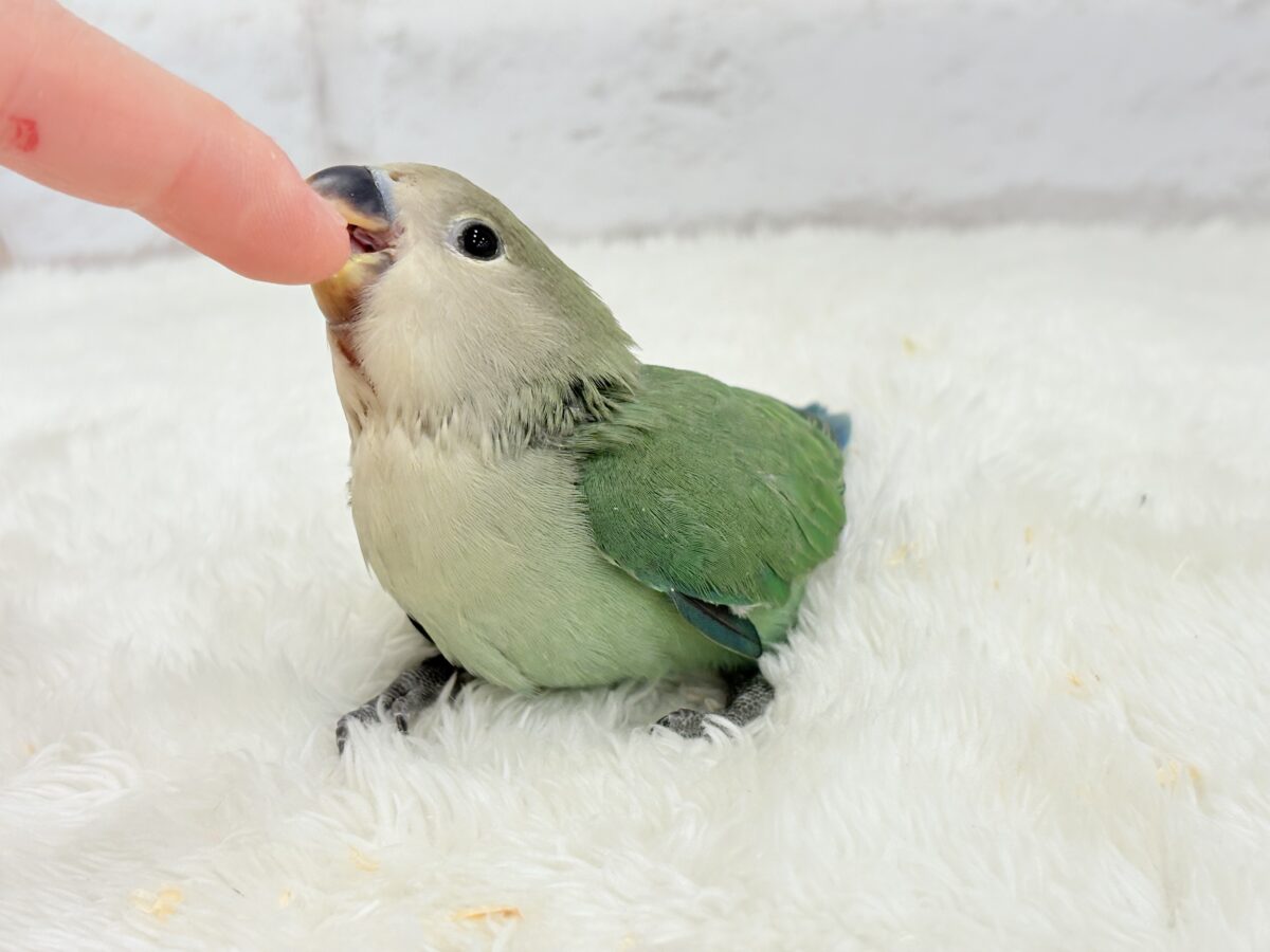 コザクラインコ（小桜インコ）