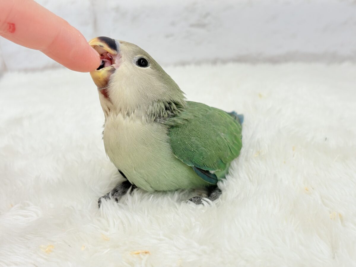 コザクラインコ（小桜インコ）