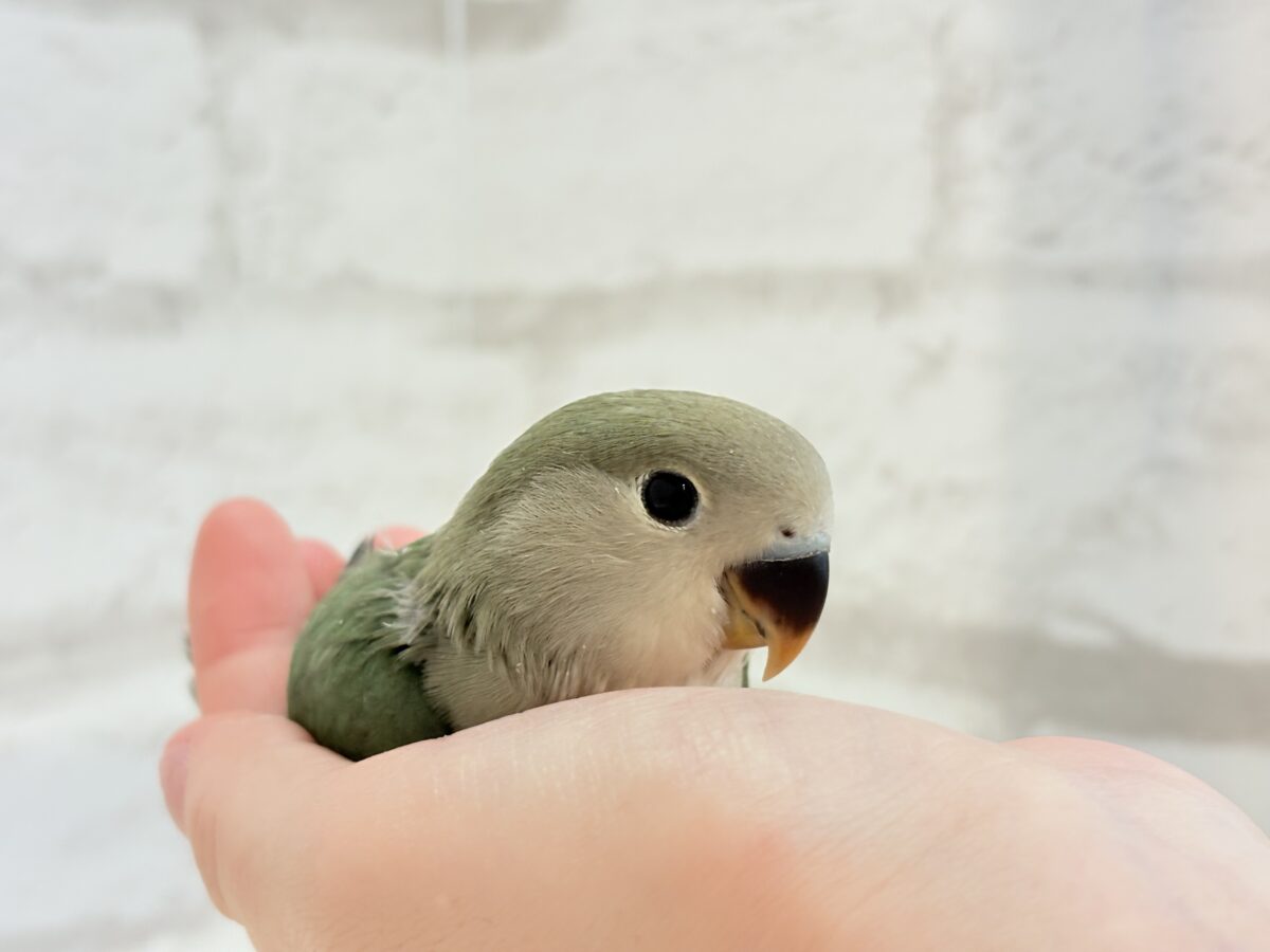 コザクラインコ（小桜インコ）