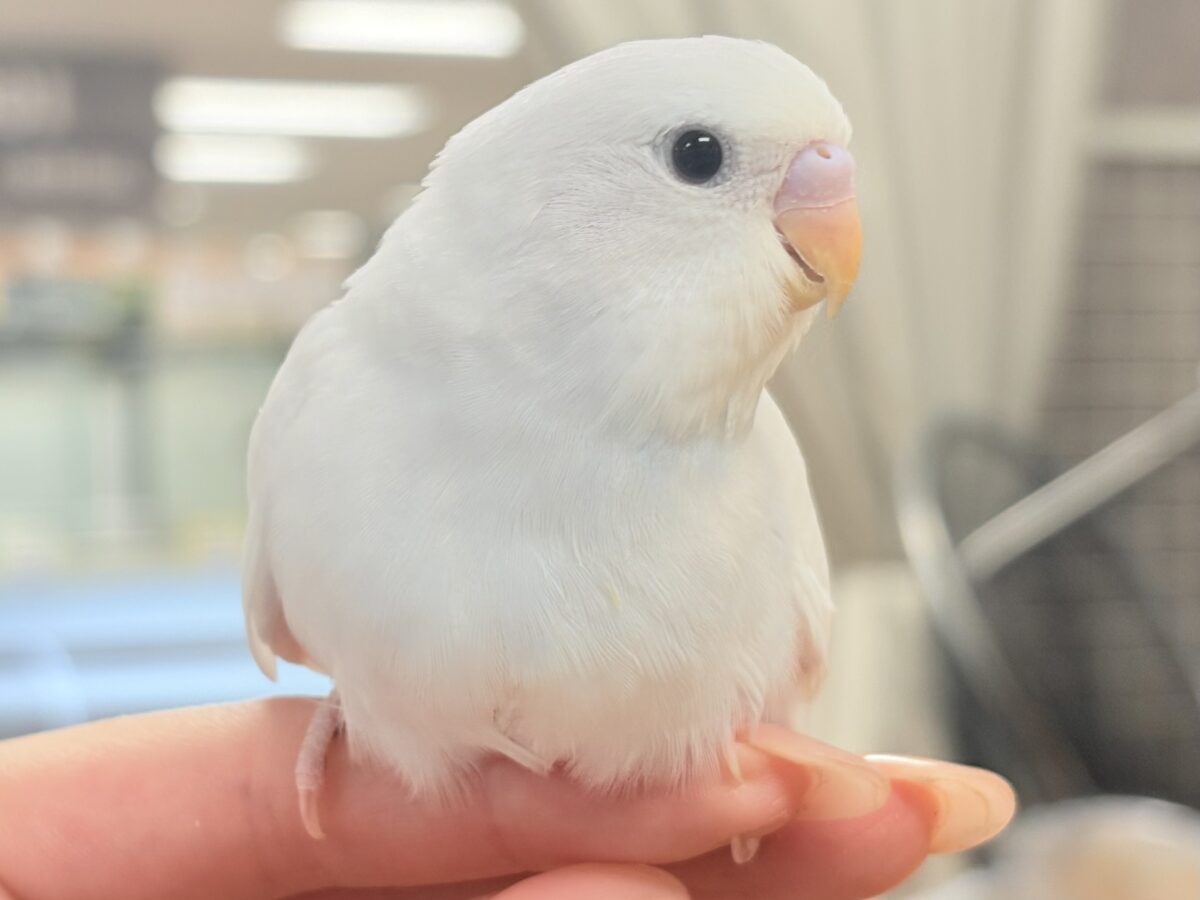 セキセイインコ