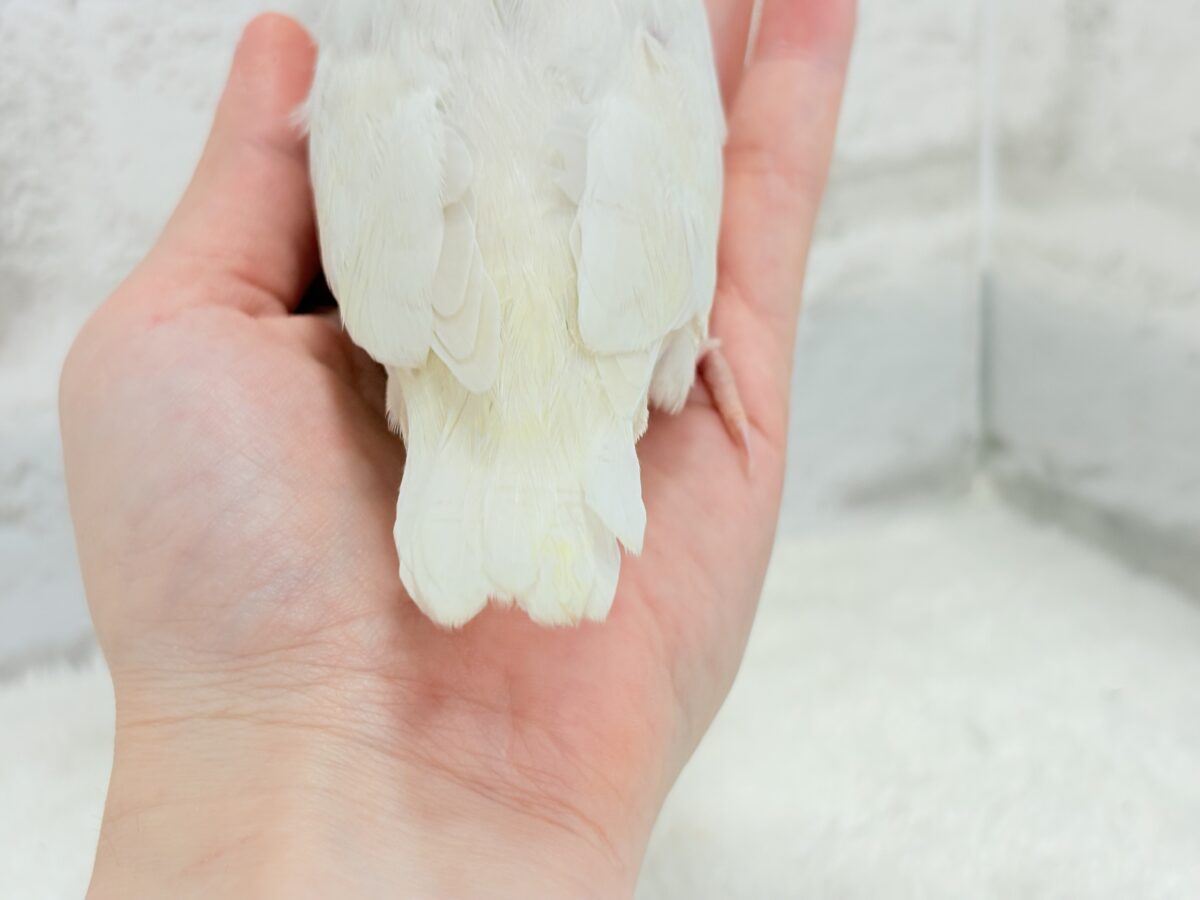 【最新画像更新🪄ひとり餌になりました☆】ほんのりふんわり感じるレモン🐣🍋コザクラインコ(クリームイノ) ヒナ コザクラインコ(小桜インコ)
