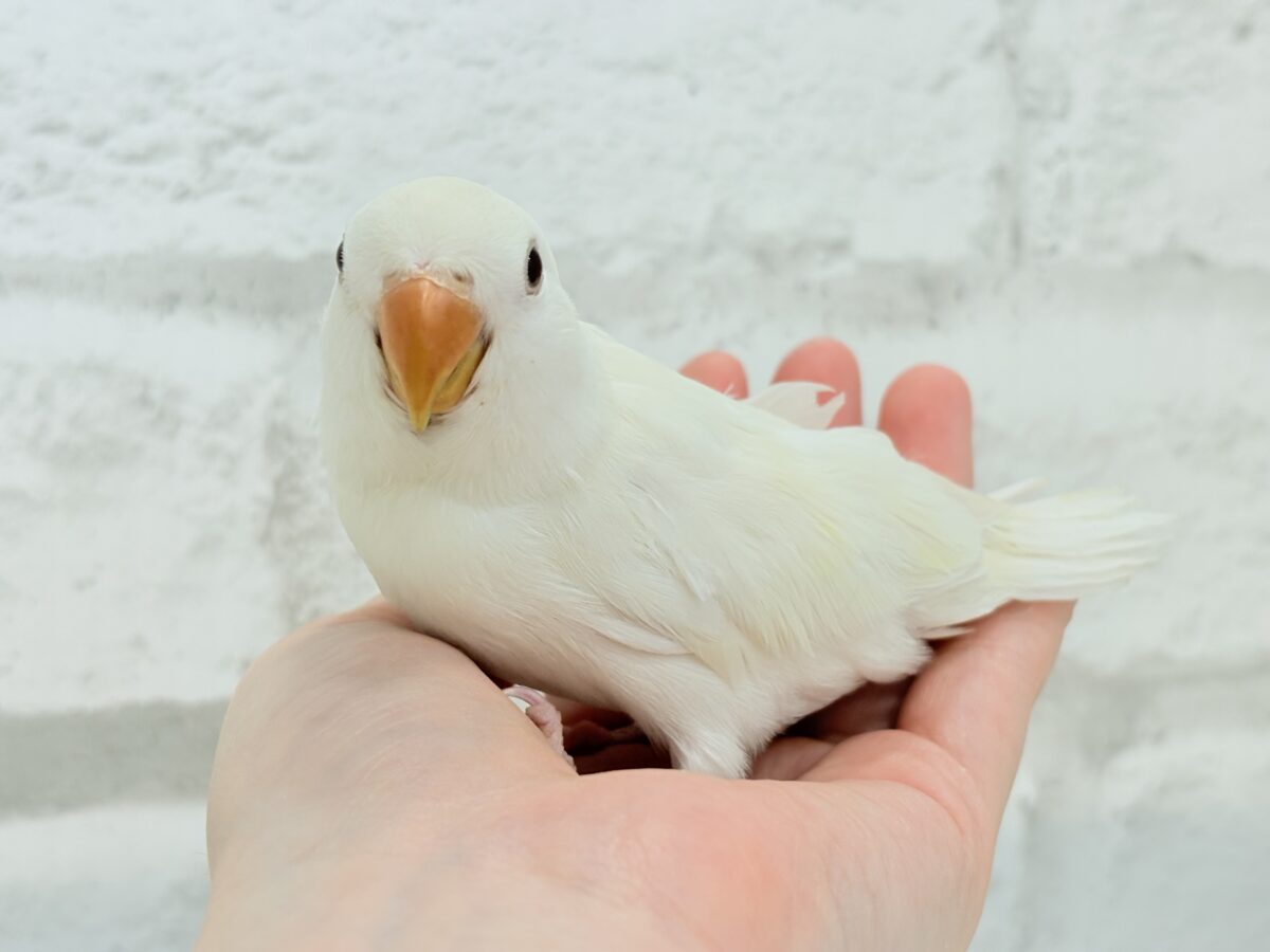 コザクラインコ（小桜インコ）