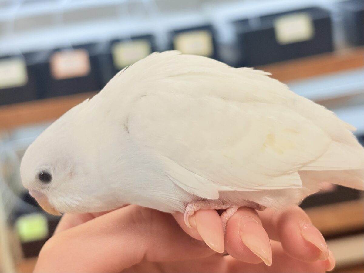 セキセイインコ