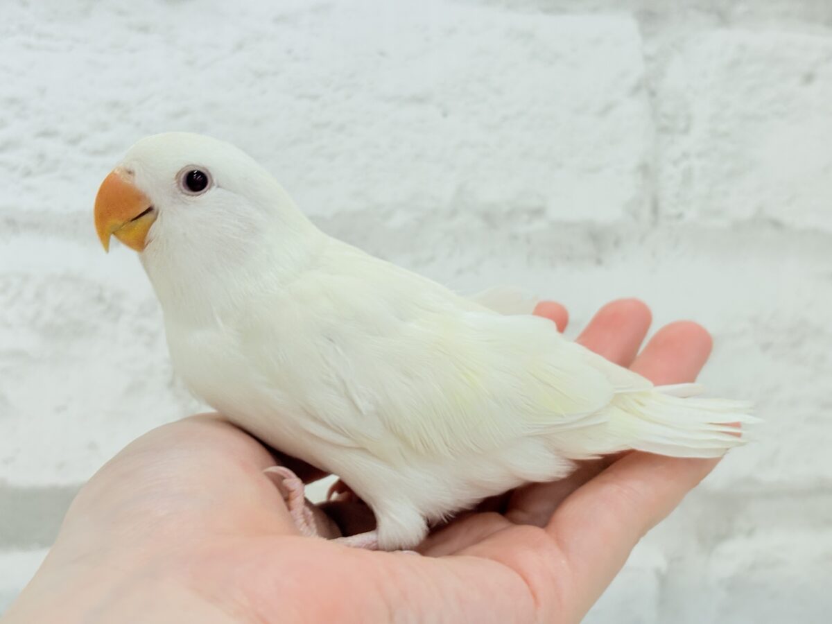 コザクラインコ（小桜インコ）
