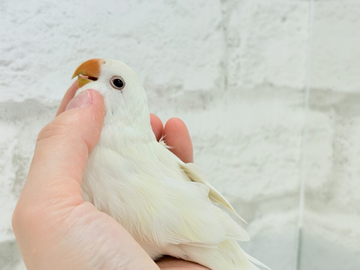 コザクラインコ（小桜インコ）