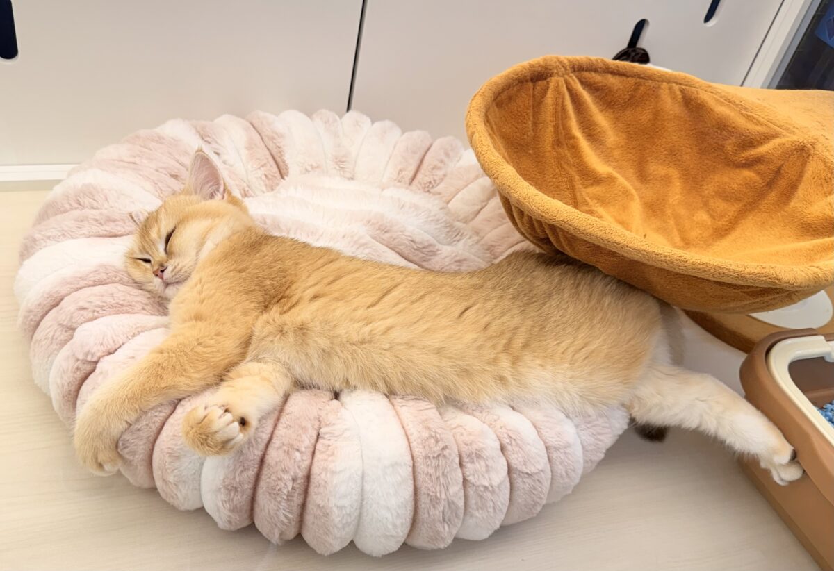 最新📷珍しい毛色のブリティッシュくん! ブリティッシュショートヘア