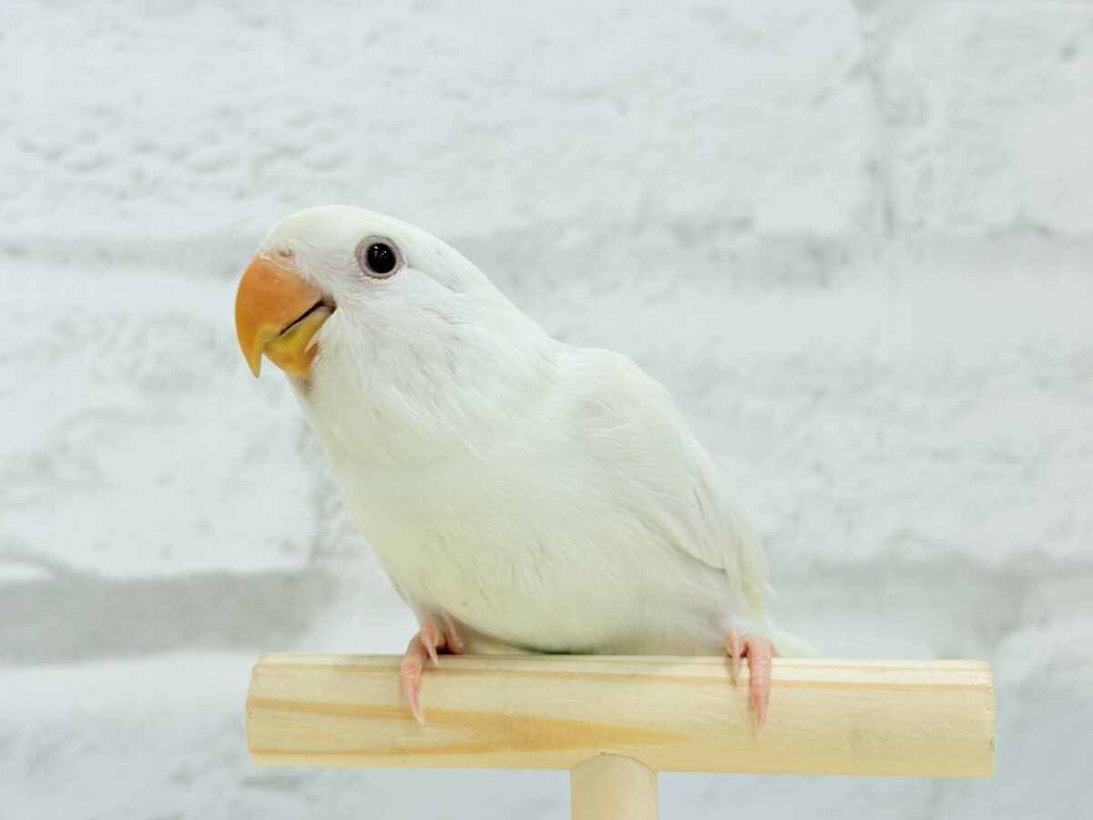 【最新画像更新🪄ひとり餌になりました☆】ほんのりふんわり感じるレモン🐣🍋コザクラインコ(クリームイノ) ヒナ コザクラインコ(小桜インコ)