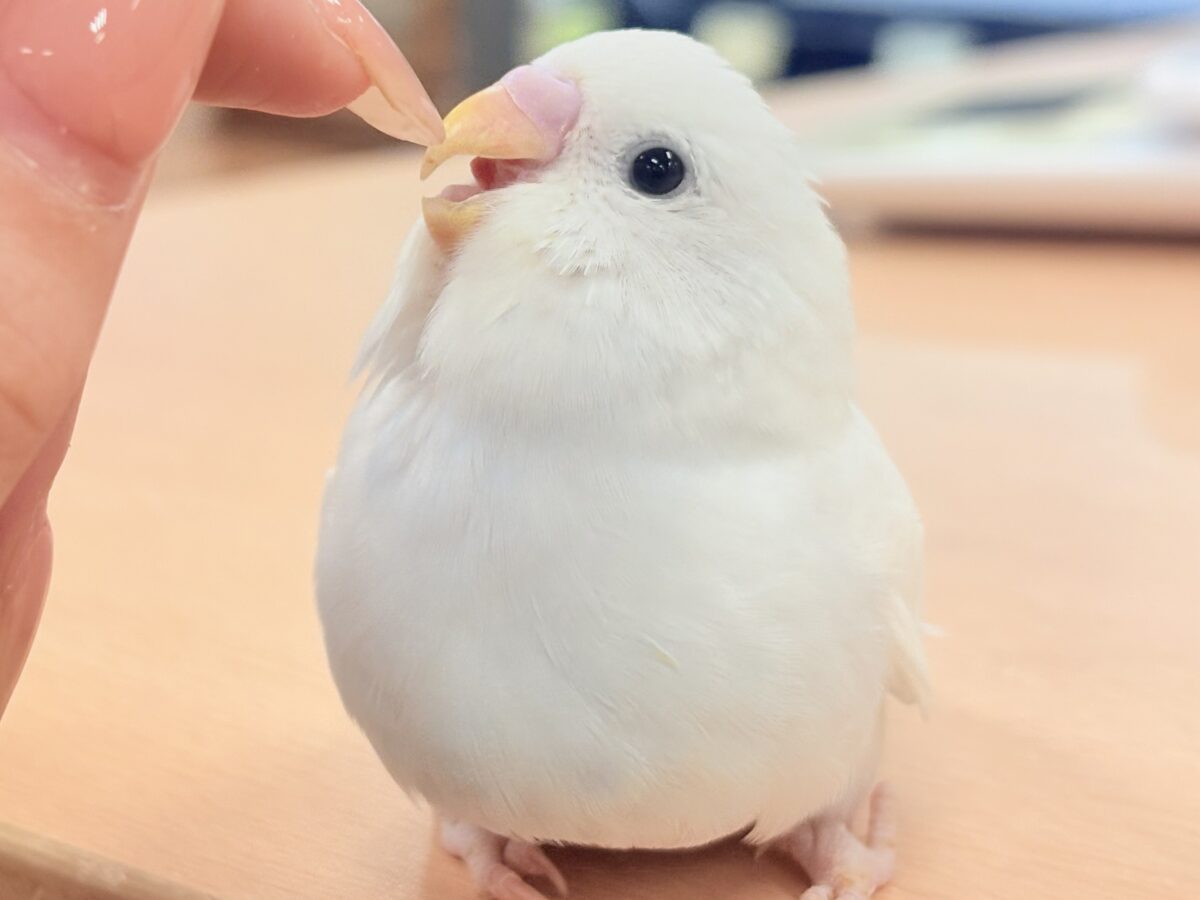 【最新画像】氷上の大天使🐣❄️セキセイインコ(ホワイトダブルファクター)