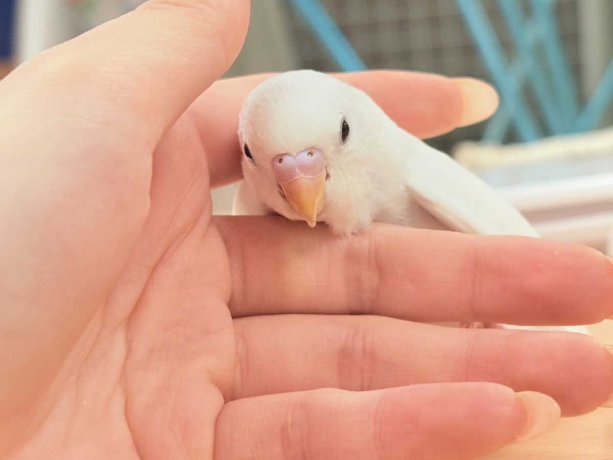 セキセイインコ