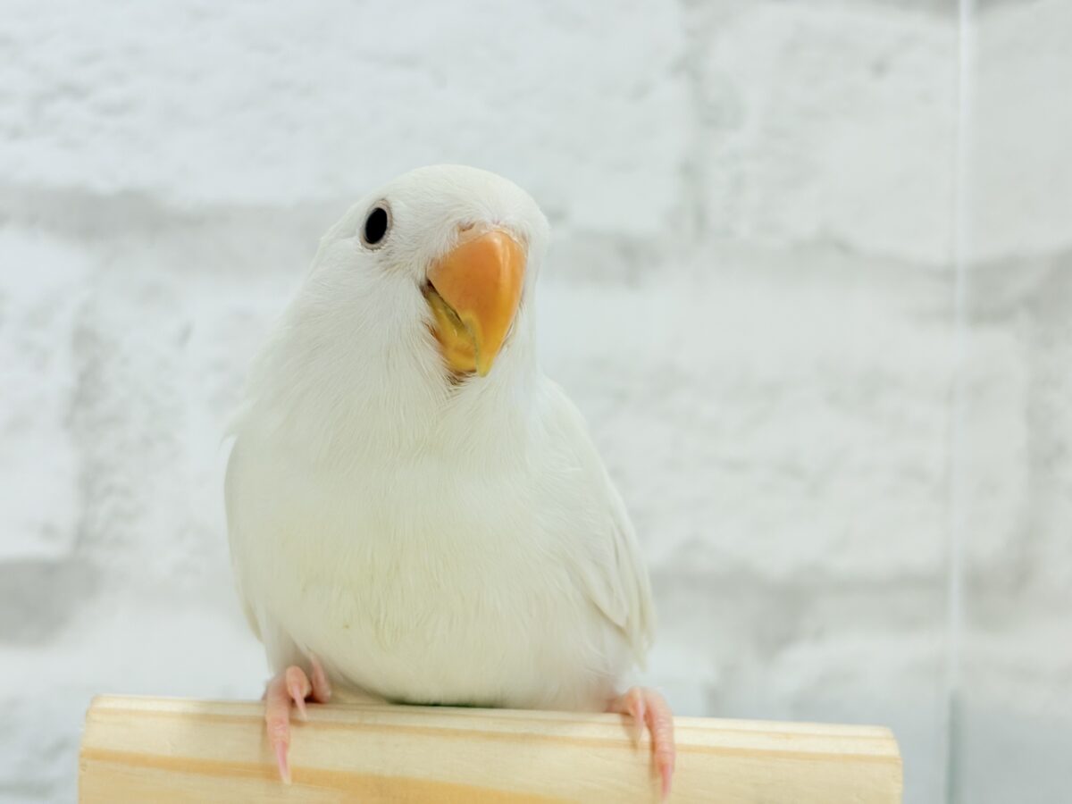 コザクラインコ（小桜インコ）