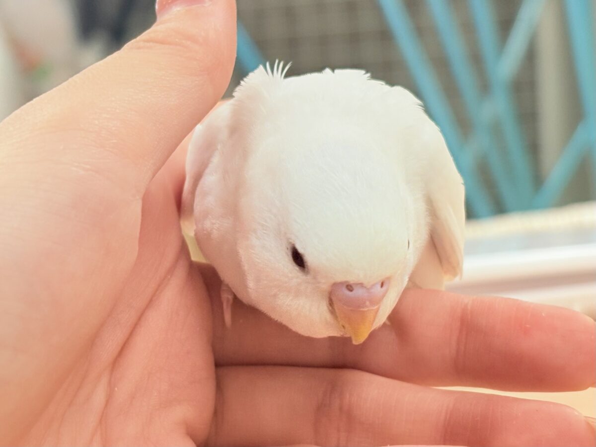 セキセイインコ