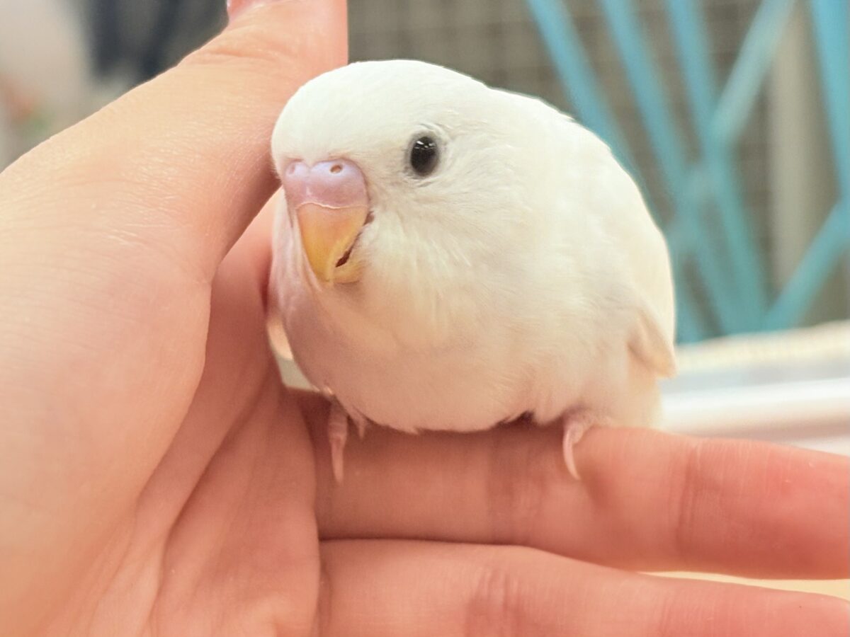 セキセイインコ