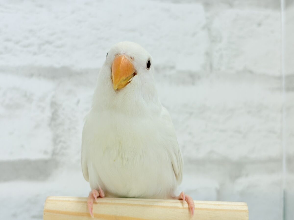 【最新画像更新🪄ひとり餌になりました☆】ほんのりふんわり感じるレモン🐣🍋コザクラインコ(クリームイノ) ヒナ コザクラインコ(小桜インコ)