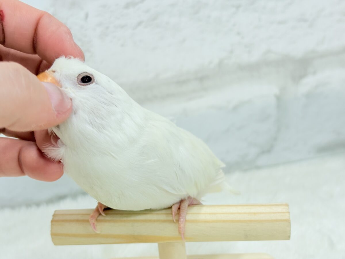 【最新画像更新🪄ひとり餌になりました☆】ほんのりふんわり感じるレモン🐣🍋コザクラインコ(クリームイノ) ヒナ コザクラインコ(小桜インコ)