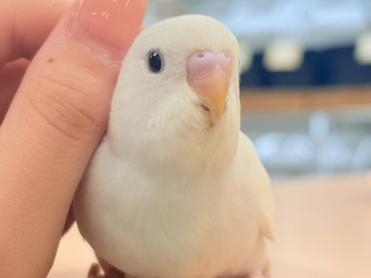セキセイインコ