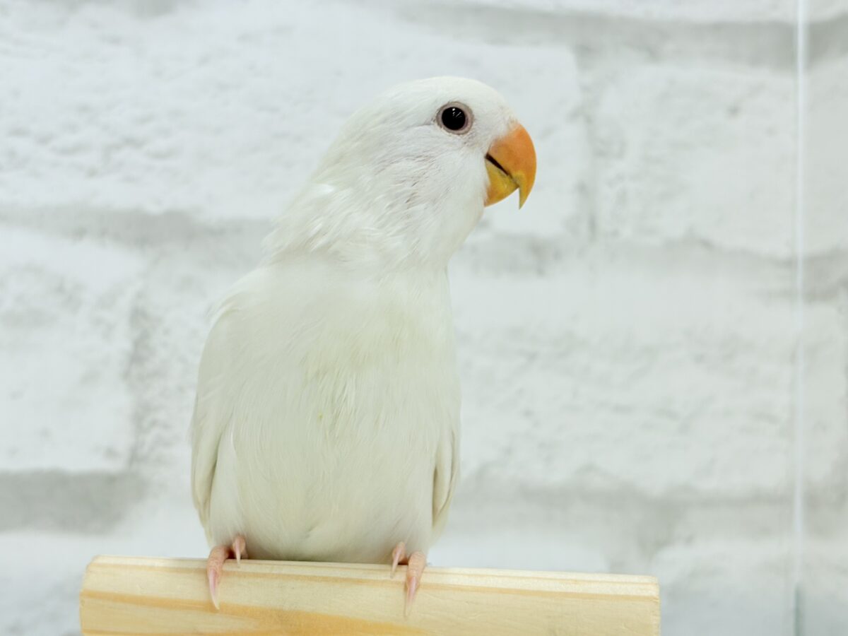 【最新画像更新🪄ひとり餌になりました☆】ほんのりふんわり感じるレモン🐣🍋コザクラインコ(クリームイノ) ヒナ コザクラインコ(小桜インコ)