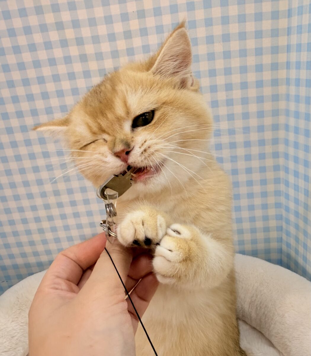ブリティッシュショートヘア