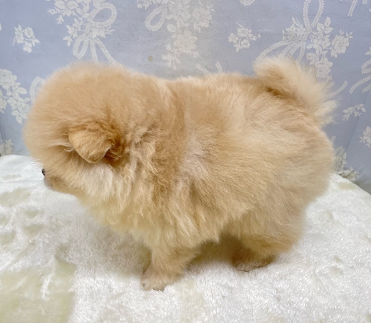 ポメラニアン