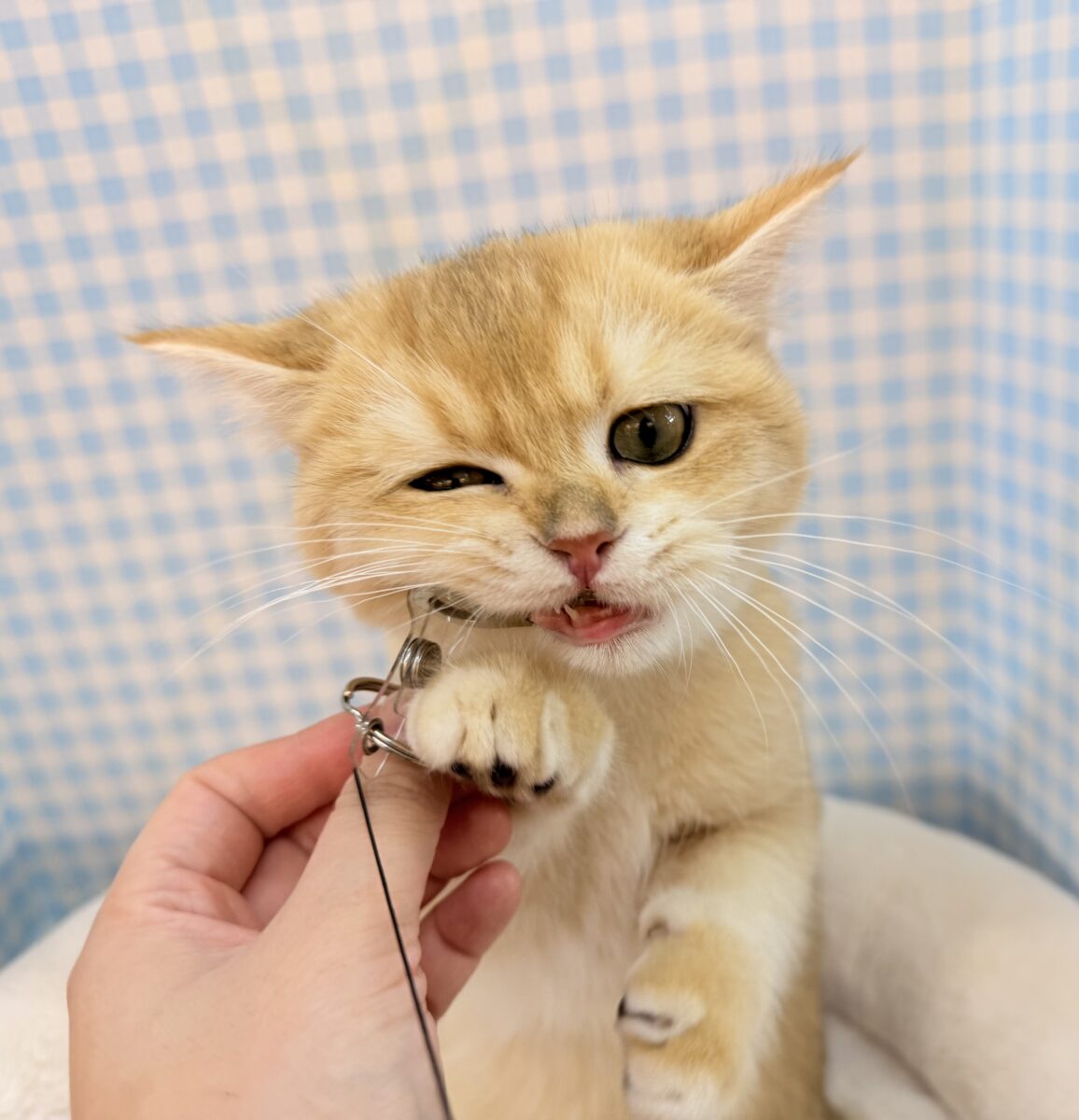 ブリティッシュショートヘア