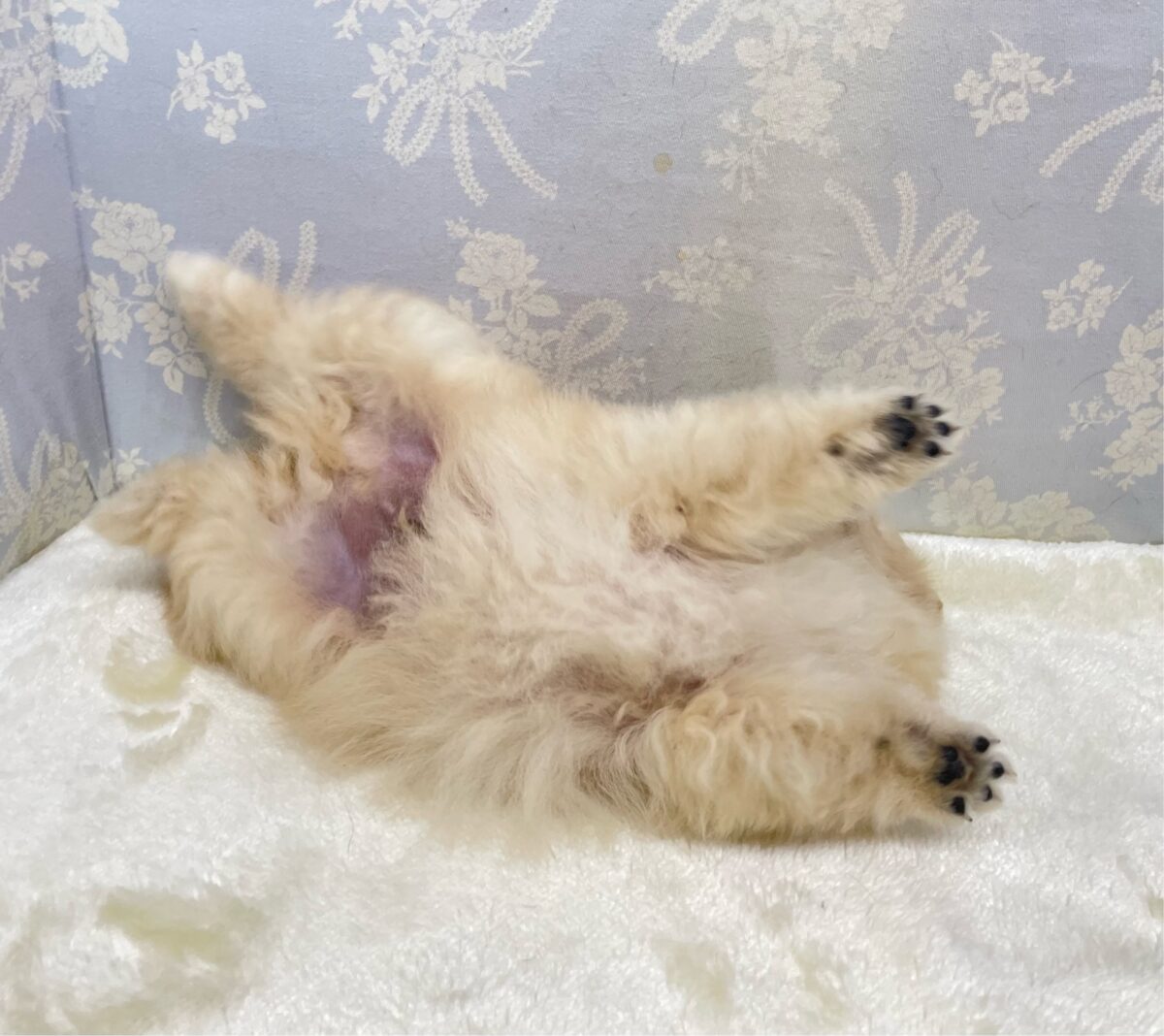 ポメラニアン