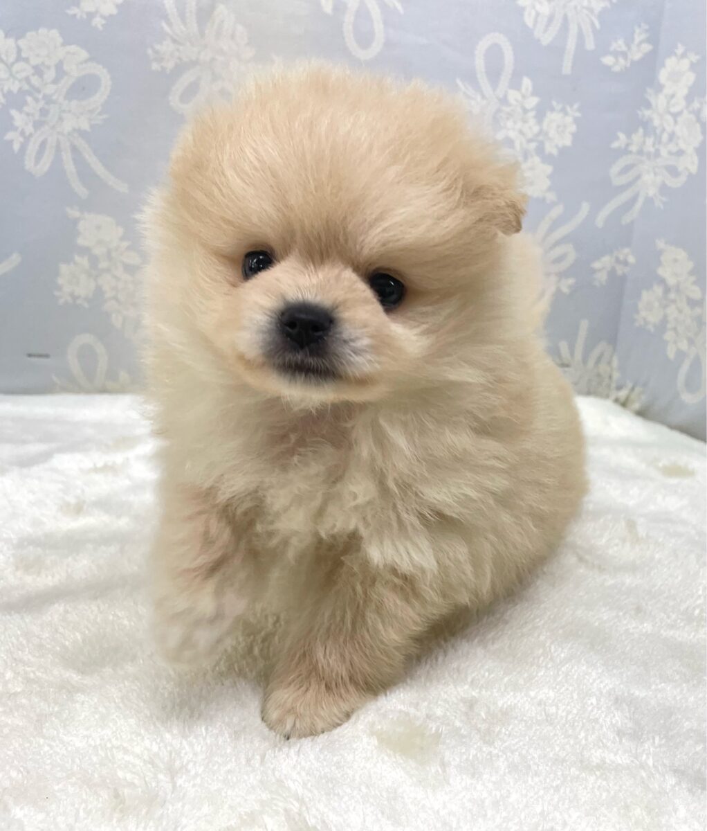 ポメラニアン