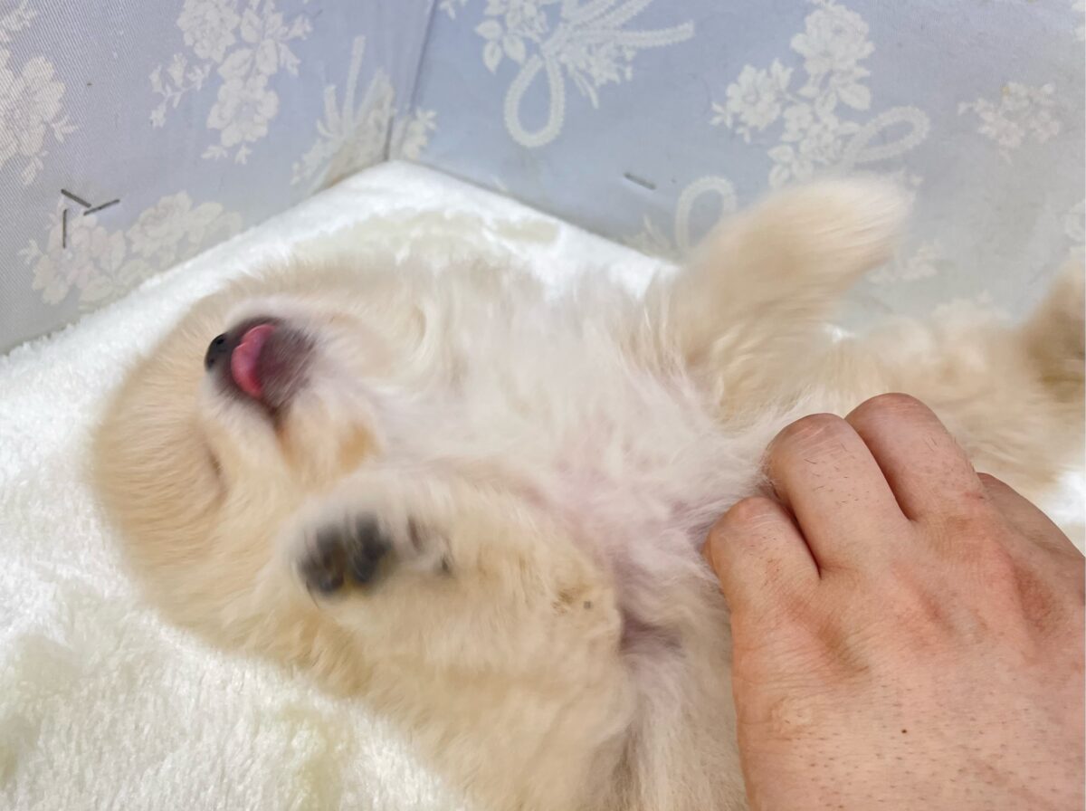 ポメラニアン