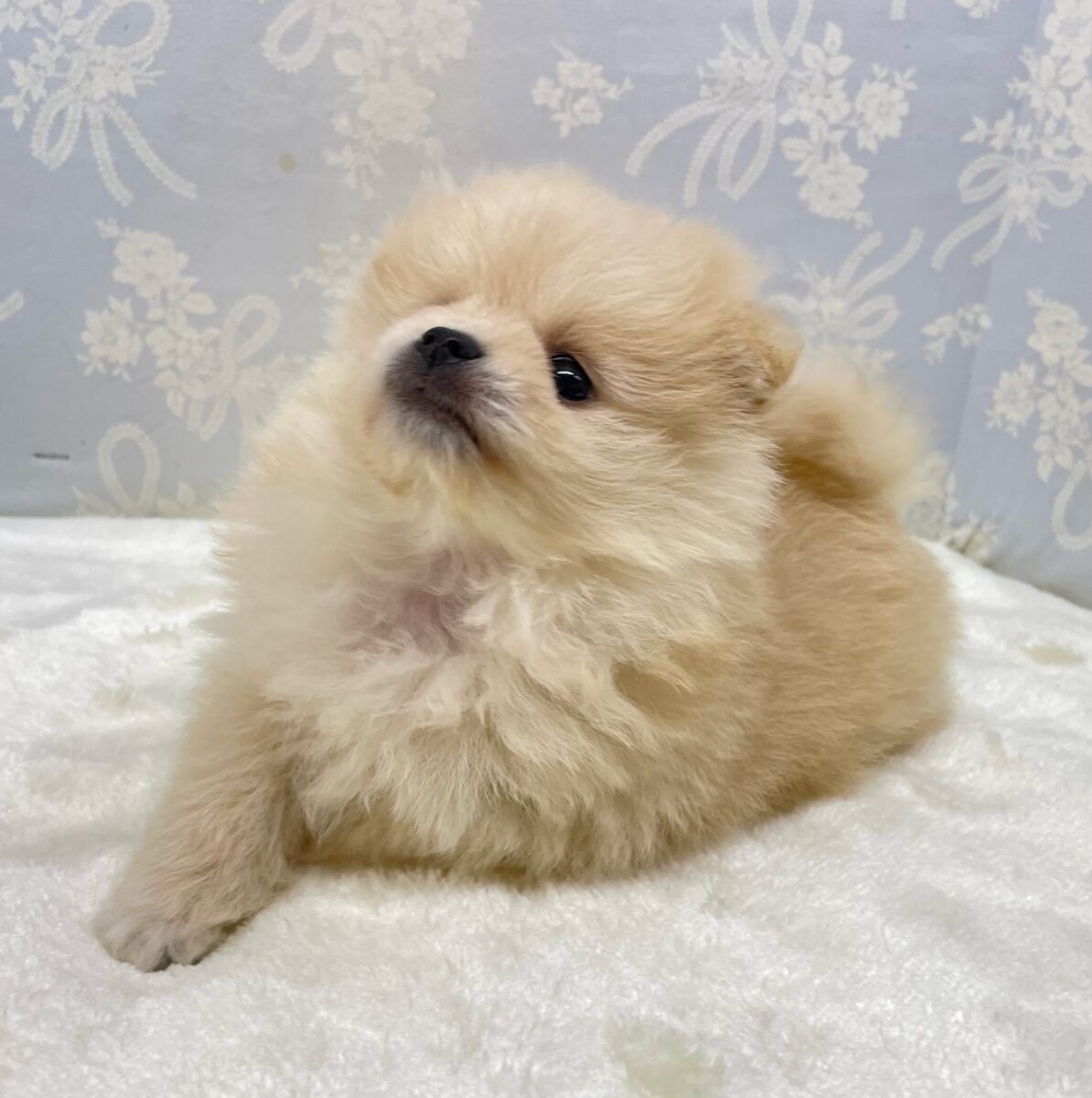 ポメラニアン