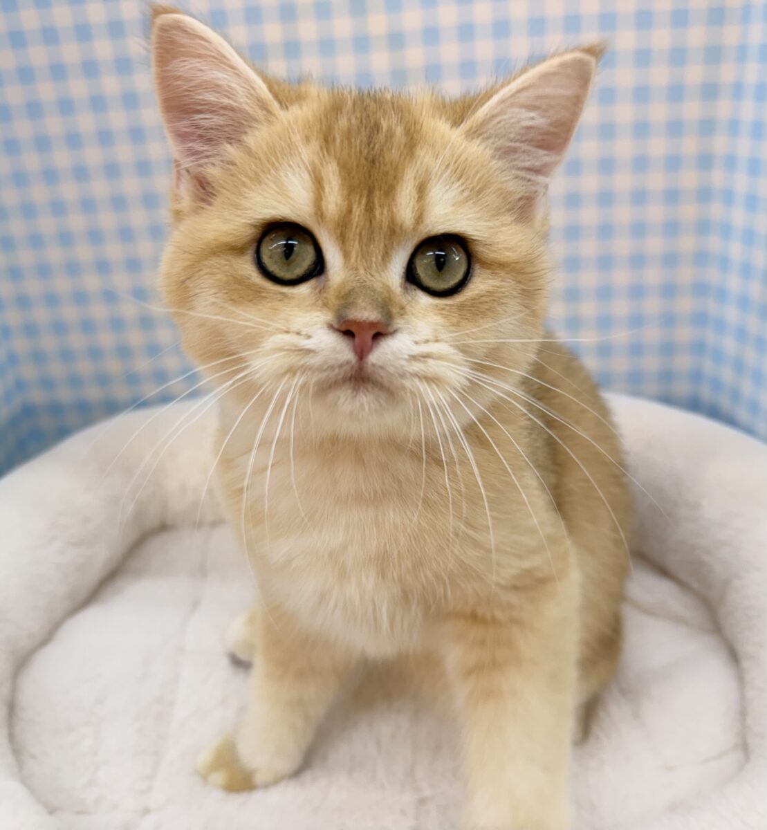 ブリティッシュショートヘア