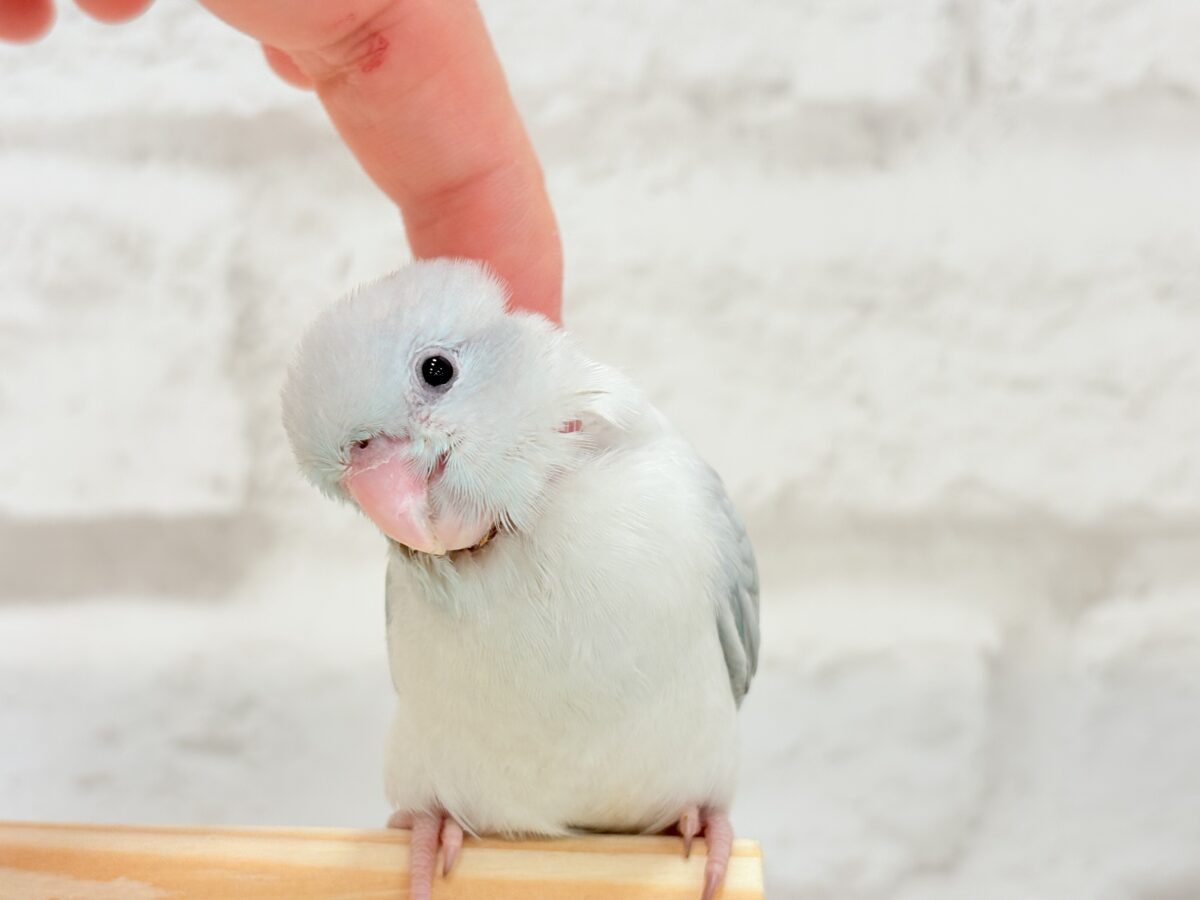 マメルリハ